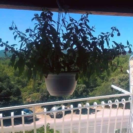 שיבניק Apartments Lucija Solaris מראה חיצוני תמונה